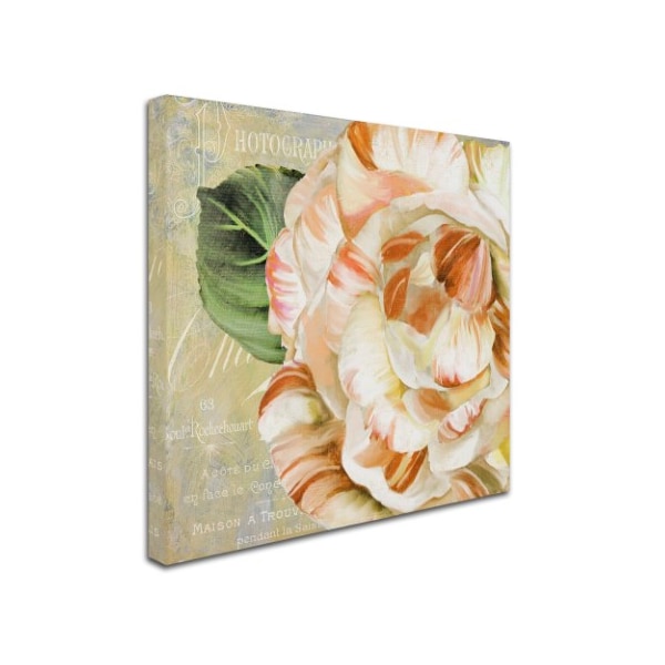 Color Bakery 'Camellias I' Canvas Art,24x24